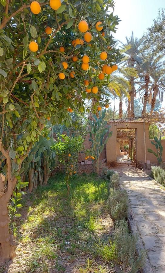 Riad Tabhirte أكدز المظهر الخارجي الصورة